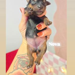 Nova - Black and tan female Yorkshire Terrier puppy in Greenwood, Wisconsin from Selah and Co.