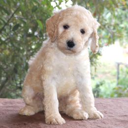 Dachshund and Poodle Puppies from Divine Dachshunds & Divine Poodle Paradise Standard Poodles