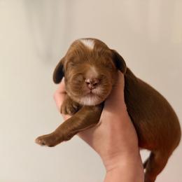 Bennet - Red male Australian Labradoodle puppy in Summerfield, North Carolina from Four Oaks Labradoodles