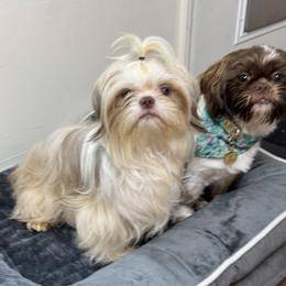 Shih Tzu puppies from Lopez Family Tails