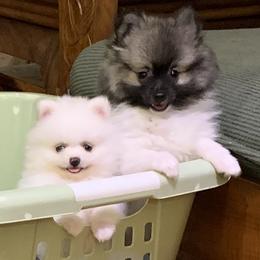 Pomeranian Puppies from Jonna's Poms
