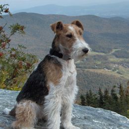 Wire Fox Terriers from Terra
