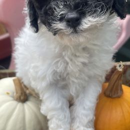 Ozzy - Parti male Goldendoodle puppy in Home, Pennsylvania from Plum Creek Acres Next Generation