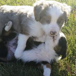 Toy Australian Shepherds from Amy Diekman's Toy Australian Shepherds