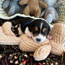 Apollo - Black tan and white male Beagle puppy in Meridianville, Alabama from Spear Haven Beagles (formerly Spear Lake Beagles)