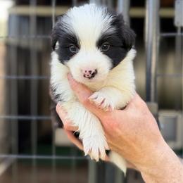 Havoc - Black and white male Border Collie puppy in Kalispell, Montana from North Fork Border Collies