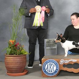 Teddy Roosevelt Terriers from Time Enough at Last (TEAL) Teddy Roosevelt Terriers