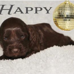 HAPPY - Chocolate male Australian Labradoodle puppy in Austin, Texas from AussieTex Labradoodles