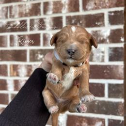 Ranger - Apricot male Goldendoodle puppy in Rienzi, Mississippi from Saddle Hill Farms