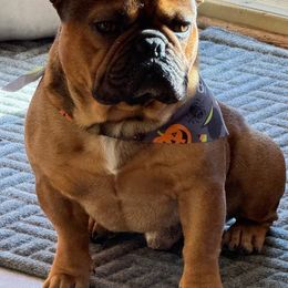 Bowie - French Bulldog