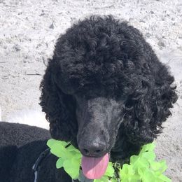 Poodles from Jumelage Standard Poodles