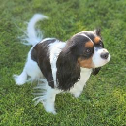 Willow - Cavalier King Charles Spaniel