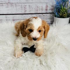 Pistachio - Blenheim male Cavapoo puppy in Nixa, Missouri from Davis Family Doodles