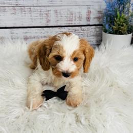 Pistachio - Blenheim male Cavapoo puppy in Nixa, Missouri from Davis Family Doodles