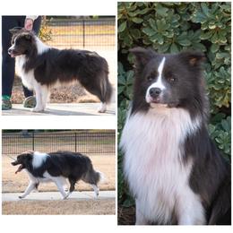 Quake - White and blue female Border Collie puppy in Griffin, Georgia from Cloudland Border Collies