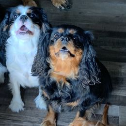 Cavalier King Charles Spaniels from Zodiac KKCavaliers