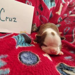 Cruz - Red male Boston Terrier puppy in Headland, Alabama from Crystal Carlisle's Boston Terriers