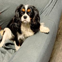 Sherry - Cavalier King Charles Spaniel