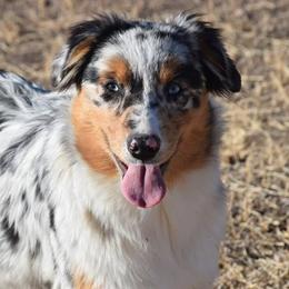 Liberty - Australian Shepherd