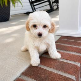 Goldendoodle and Maltipoo Puppies from ENC Goldendoodles And Maltipoos