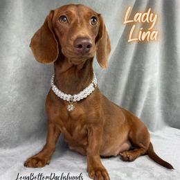 Lady Lina - Dachshund
