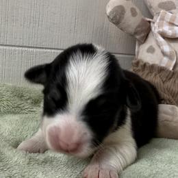 Ranger - Black and tan male Pembroke Welsh Corgi puppy in Scottown, Ohio from Wyndy Ridge Corgis