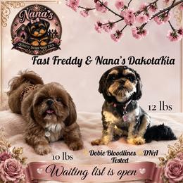 Shih Tzu puppies from NANA’S  QUALITY SHIH TZU'S
