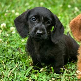 Portia - Black female Dachshund puppy in Lebanon, Ohio from Golden Acres Dachshunds