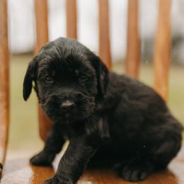 Willie - Brown Collar - Black male Goldendoodle puppy in Newell, Iowa from Front Porch Goldens