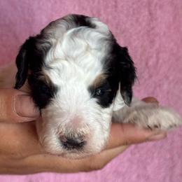 Love - Black and white female Bernedoodle puppy in Longmont, Colorado from Colorado Miniature Bernedoodle Puppies