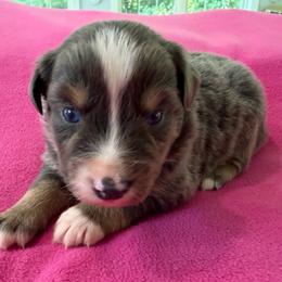Female 2 Black Tri Dilute - Black tri female Miniature Australian Shepherd puppy in Turner, Maine from Bear Pond Aussies / Leonbergers of Maine