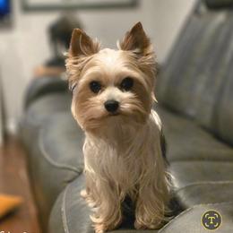Tater Tot - Parti male Yorkshire Terrier puppy in Goose Creek, South Carolina from Tiny Paws Dachshunds, Yorkies & Dorkies