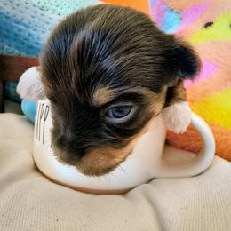 Boy - Chocolate male Havanese puppy in Arizona from HavaDoggie