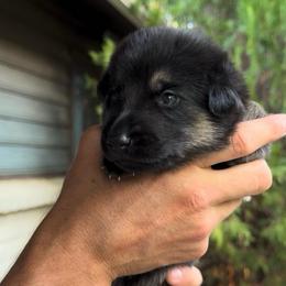 Light Pink - Black and tan female German Shepherd puppy in Windsor, Colorado from German Shepherds