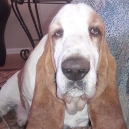 Fred - Basset Hound