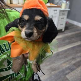 Black and cream male - Black and cream male Dachshund puppy in Fulton, Missouri from New Hope Dachshund Puppies