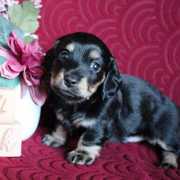 Rusty - Black and cream male Dachshund puppy in Pace, Florida from Shoebox Doxie’s