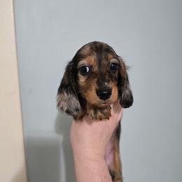 Jolene - Dapple female Dachshund puppy in Windom, Minnesota from Wyrmhund Dachshunds
