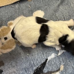 Boy 3 - male Newfypoo puppy in San Antonio, Texas from Mammoth Doodles