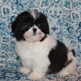 Shih Tzu Puppies from Gypsy Breeze Kennels