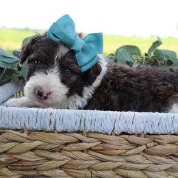 Scottie - Sable female Bordoodle puppy in Ashland, Ohio from Cherry Blossom Doodles