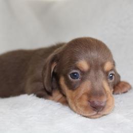 Phoebe - Chocolate and tan female Dachshund puppy in Fairfax, Iowa from Grayson’s Lovable Dachshunds