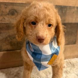 Black Collar Boy - Apricot male Goldendoodle puppy in San Augustine, Texas from Vintage Doodles