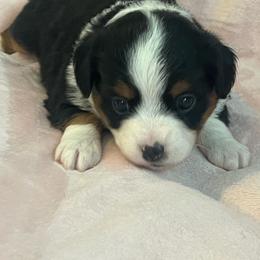 Bunny - Black tri female Toy Australian Shepherd puppy in Norco, California from River Springs Aussies