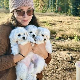 Louis - Bichon Frise