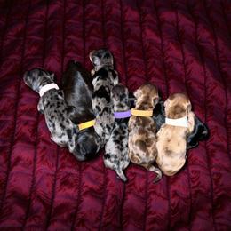 Dachshund Puppies from Dachshund Family Love Breeders