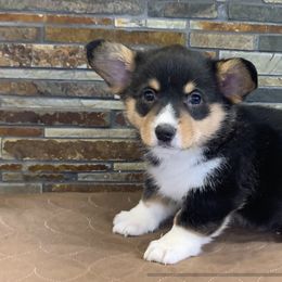 Pembroke Welsh Corgi Puppies from VIP Stables