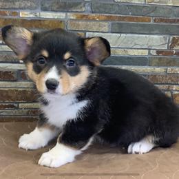 Pembroke Welsh Corgi Puppies from VIP Stables
