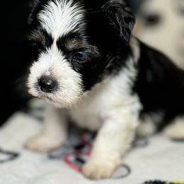 Black tri boy - Black male Chinese Crested puppy in Capac, Michigan from Puddles Palace Puppies