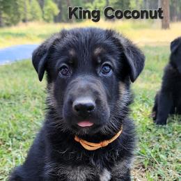 Boy 2 - Black and red male German Shepherd puppy in Pioneer Junction, Montana from Swede Mountain Shepherds